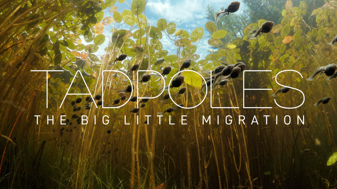 Waterman Maxwel Hohn releases mini nature doc ‘TADPOLES: The Big Little Migration’.
